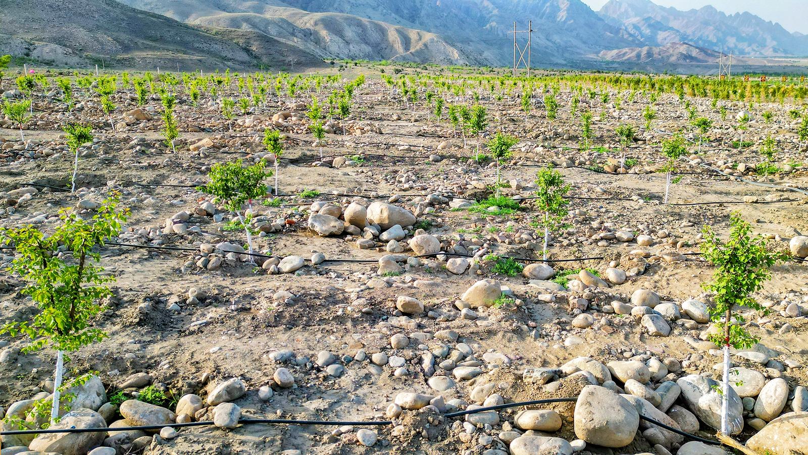 石嘴山市山林權(quán)改革讓綠水青山“顏”“值”齊升 培育新型綠化經(jīng)營主體73個 發(fā)展林下經(jīng)濟(jì)3.3萬畝 實現(xiàn)產(chǎn)值4432萬元